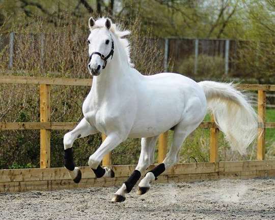 Silvester Stallion